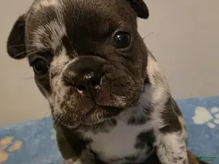 French Bulldog dogs for sale: Calla - Ad 1