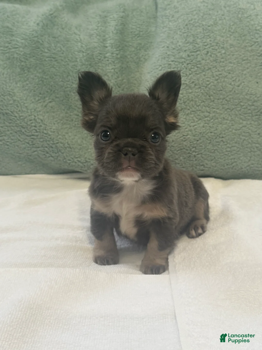 French Bulldog dogs for sale: French Bulldog Puppy 4 - Ad 2