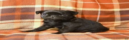 Pug dogs for sale: Buster - Ad 4