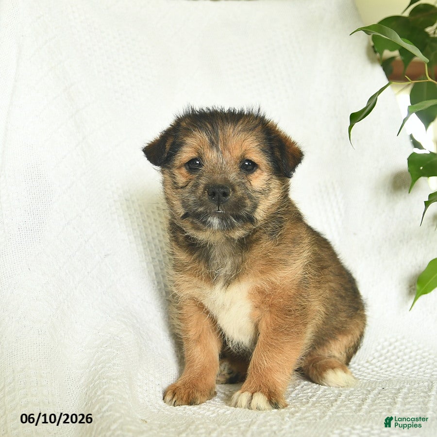 Shiba Inu dogs Rose  - Ad 1