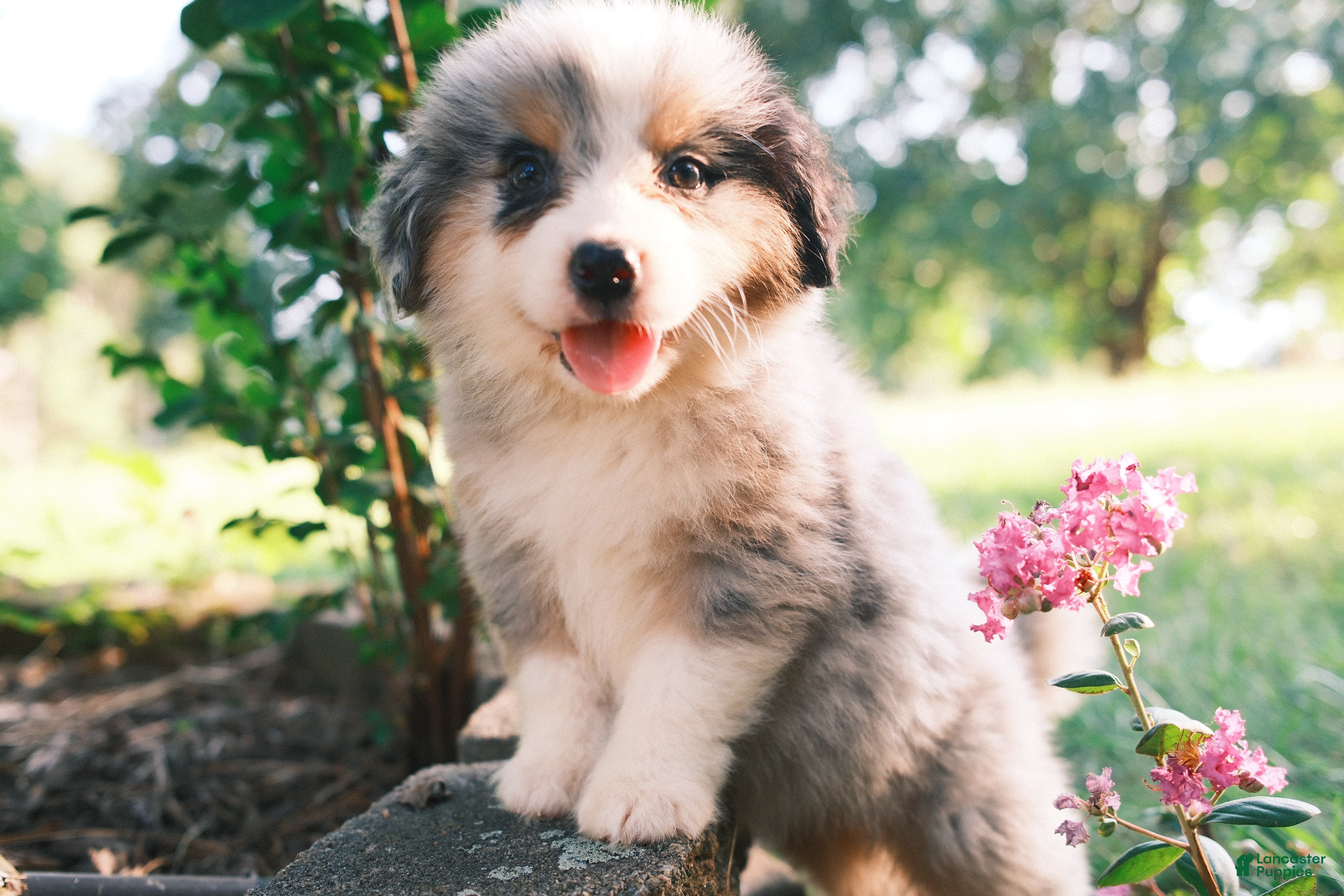 Mixed Breed dogs Blue Merle female - Ad 1