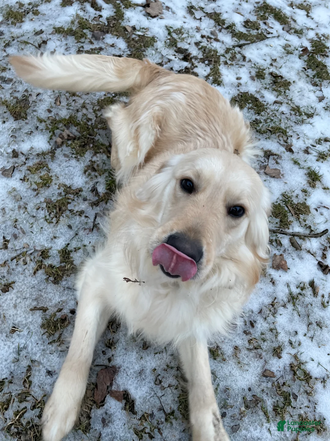 Golden Retriever dogs for sale: Golden Retriever Puppy 1 - Ad 4