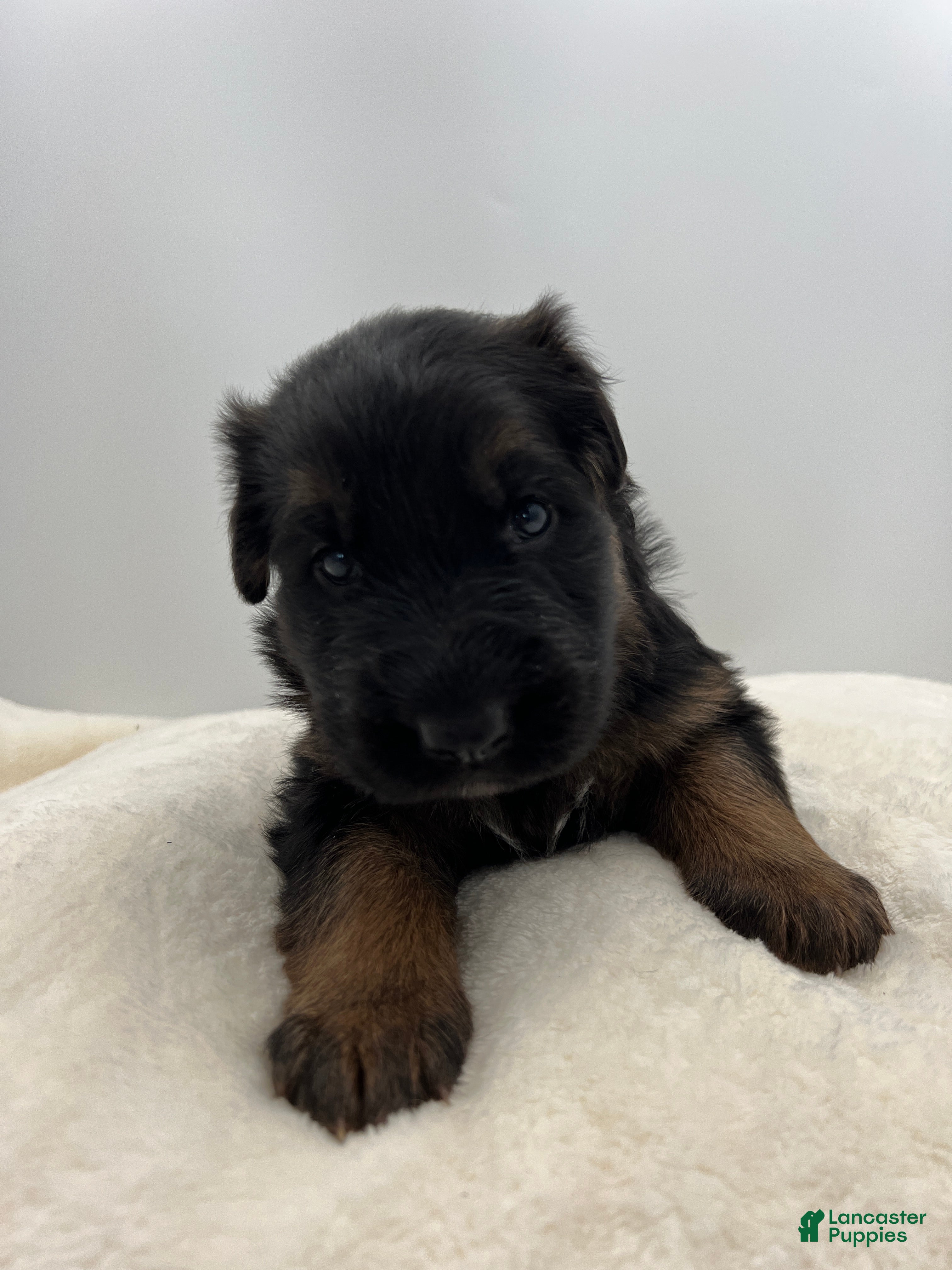 German Shepherd dogs Capri - Ad 18