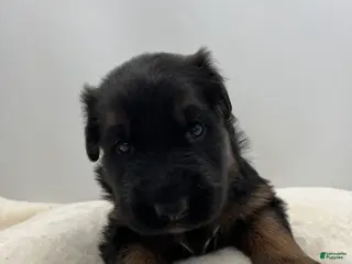 German Shepherd dogs Capri - Ad 18