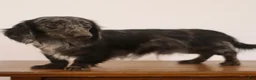 Miniature Dachshund dogs for sale: George - Ad 7