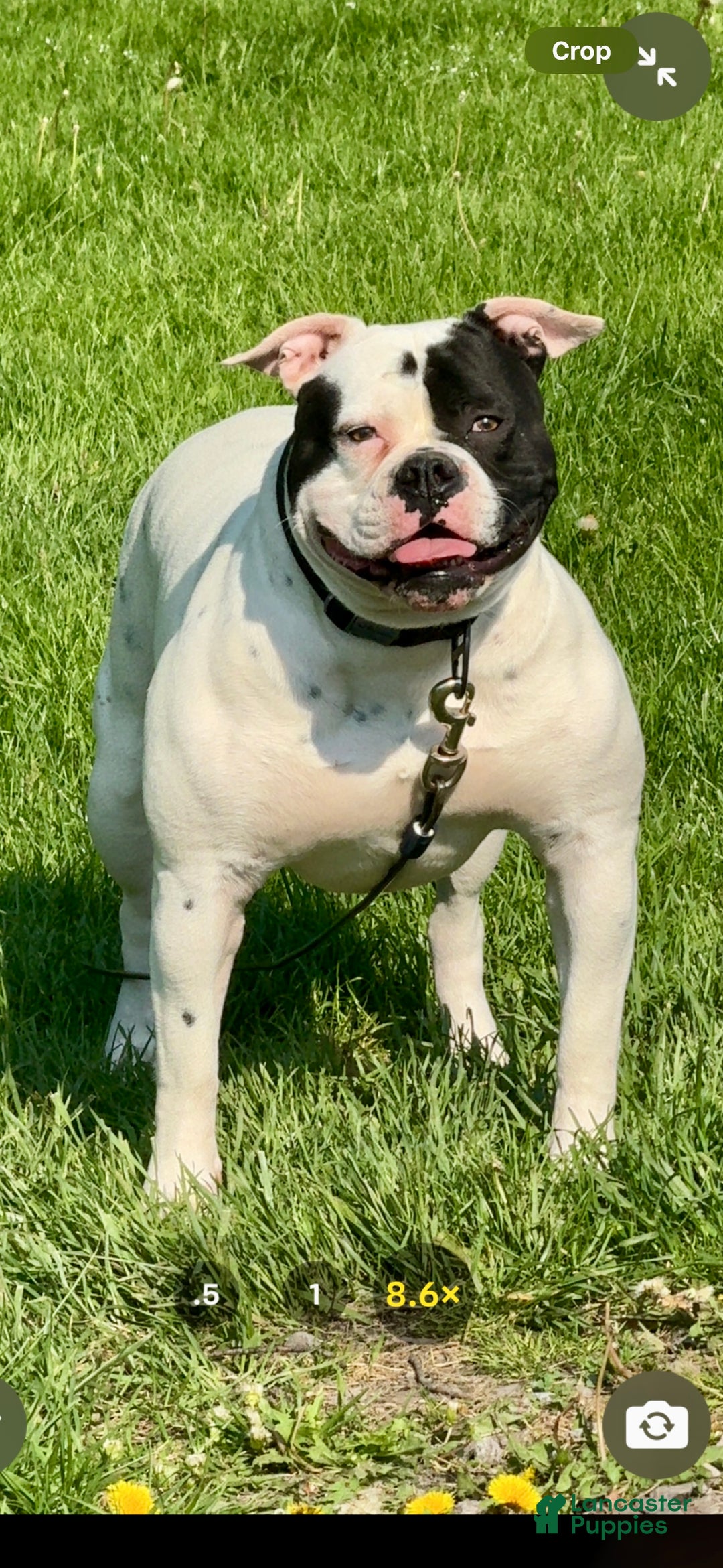 American Bulldog dogs for sale: Bella - Ad 10