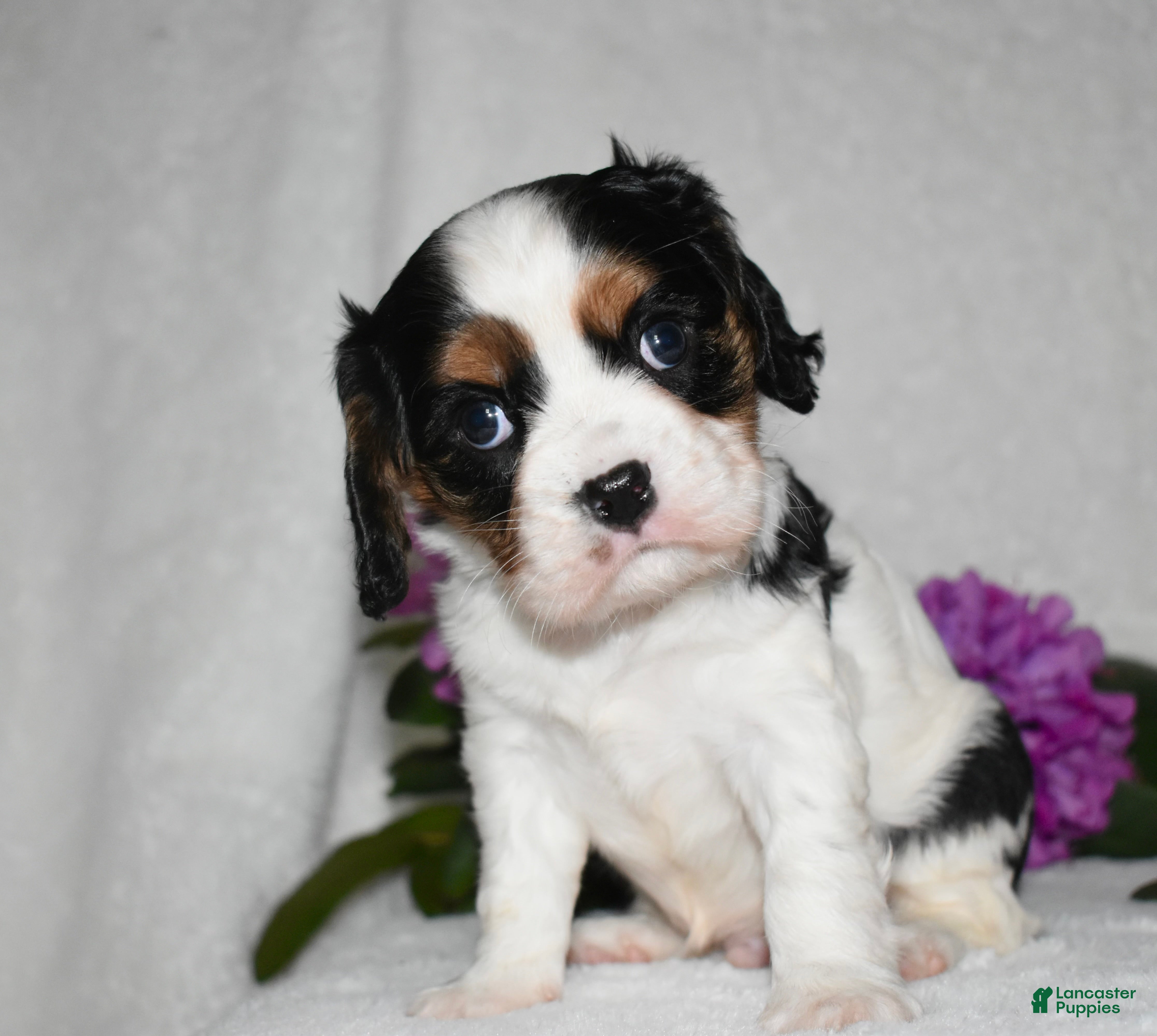Cavalier King Charles Spaniel dogs Scout - Ad 23