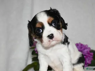 Cavalier King Charles Spaniel dogs Scout - Ad 42