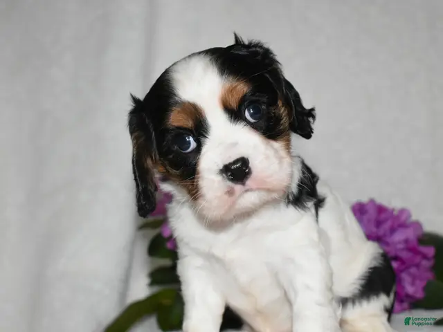 Cavalier King Charles Spaniel dogs Scout - Ad 33