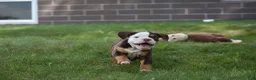 Beabull dogs for sale: Echo - Ad 2