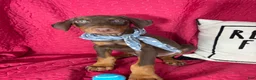 Doberman Pinscher dogs for sale: Diesel - Ad 5