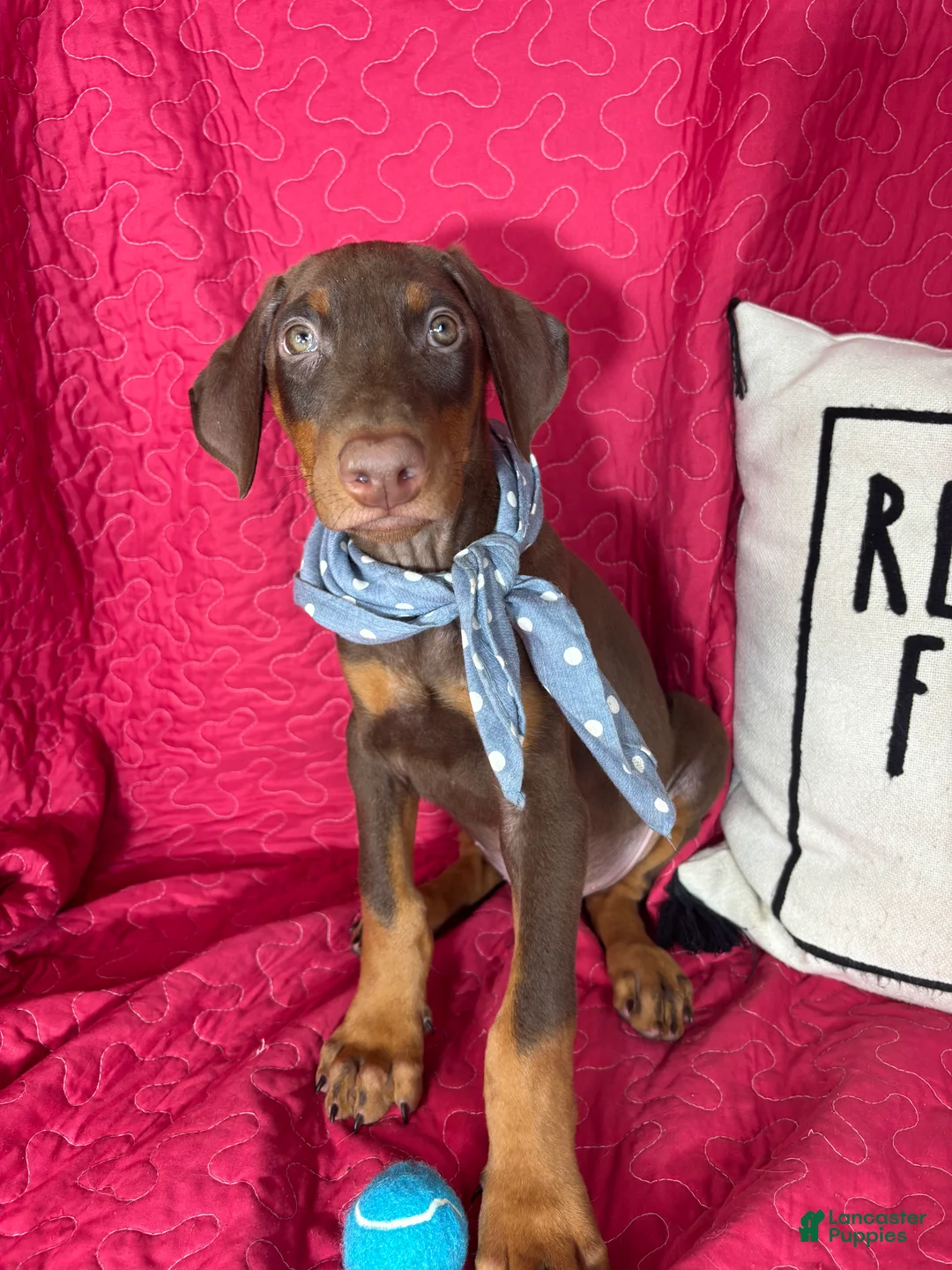 Doberman Pinscher dogs for sale: Diesel - Ad 5