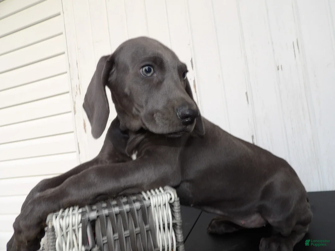 Gallery Image {{count}}