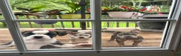 American Bully dogs for sale: Princess  - Ad 8