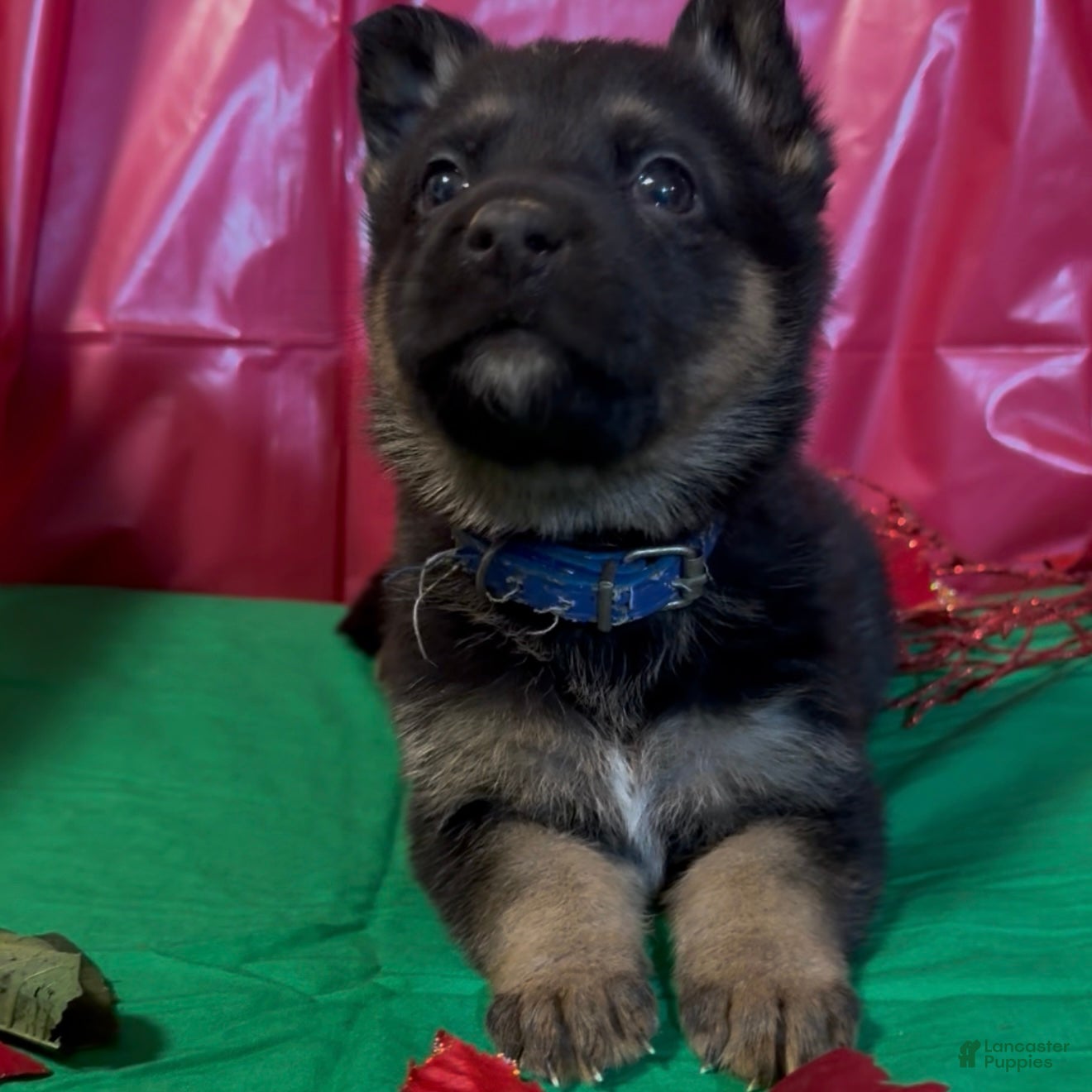 German Shepherd dogs SIMON - Ad 34