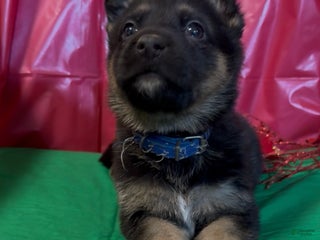 German Shepherd dogs SIMON - Ad 34