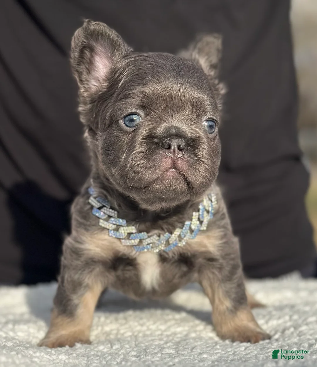 French Bulldog dogs for sale: Luciano  - Ad 1