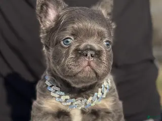French Bulldog dogs Luciano - Ad 31
