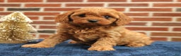 Cavapoo dogs for sale: Bentley  - Ad 1
