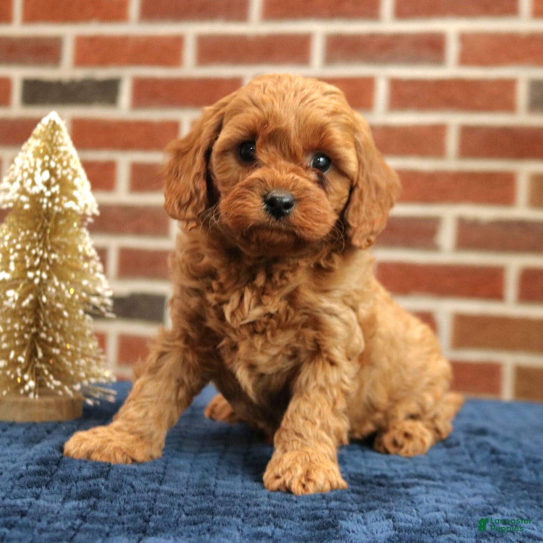 Cavapoo dogs for sale: Bentley  - Ad 1