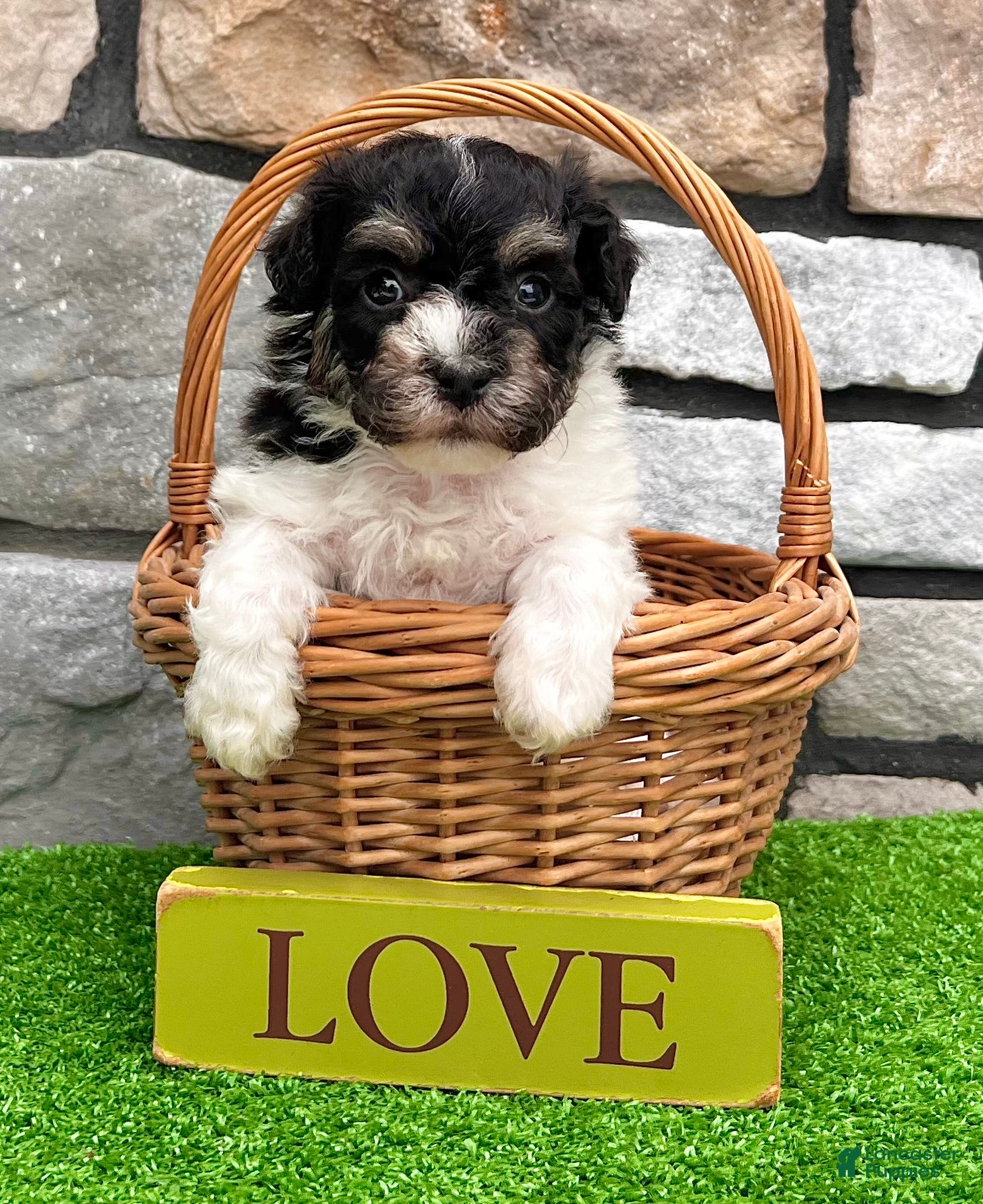 Havanese dogs Dillon - Ad 2