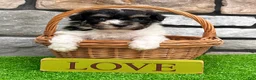 Havanese dogs for sale: Dillon - Ad 2