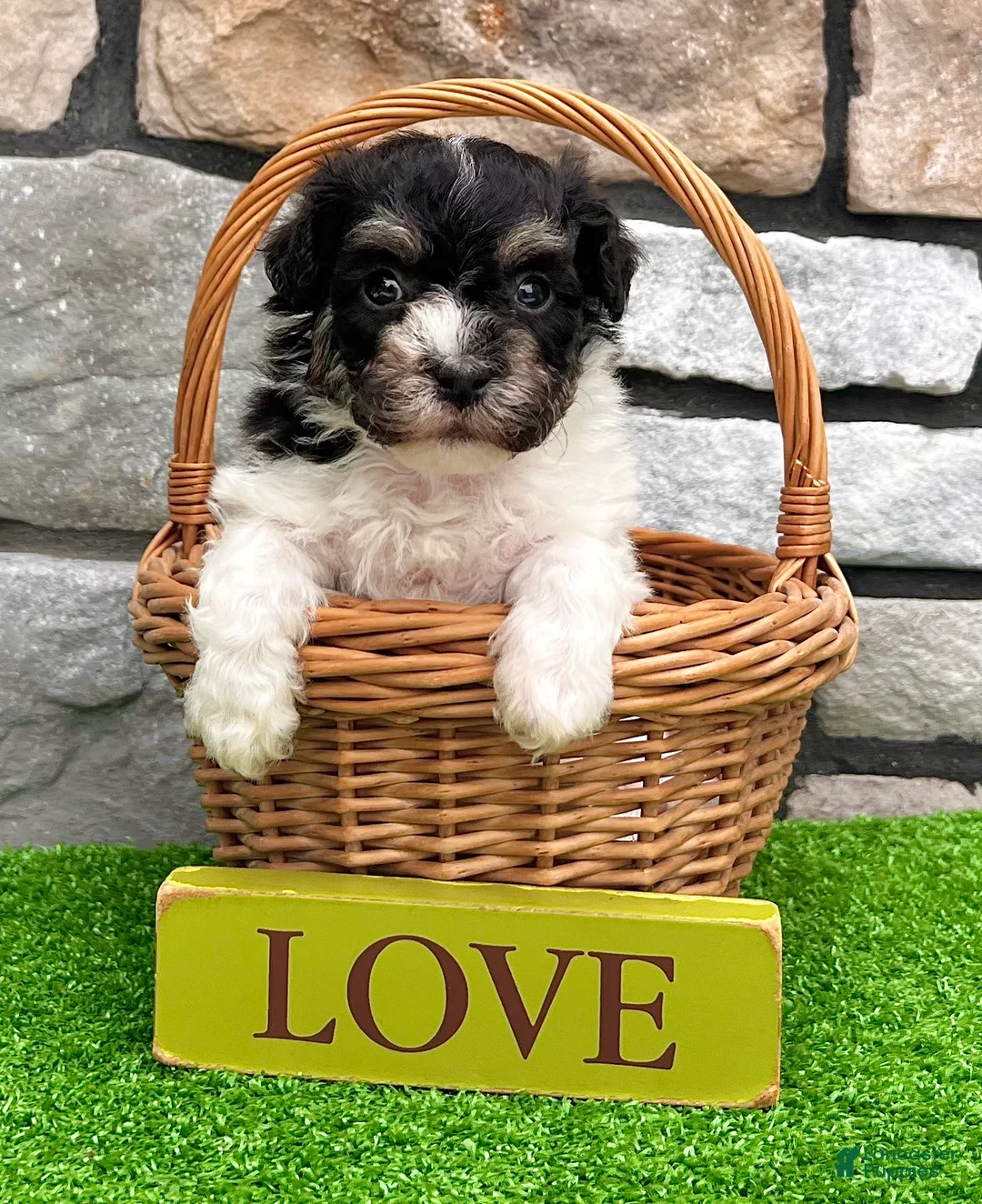 Havanese dogs for sale: Dillon - Ad 2