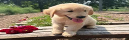 Golden Retriever dogs for sale: Finn - Ad 7