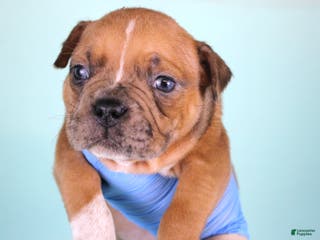 American Bully dogs Black Fawn Merle Female - Ad 41