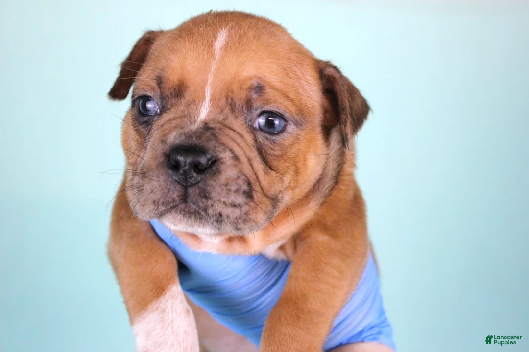 American Bully dogs for sale: Black Fawn Merle Female - Ad 1