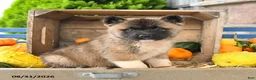 Akita dogs for sale: Naoki - Ad 1