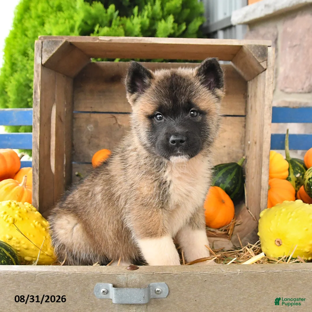 Akita dogs for sale: Naoki - Ad 1
