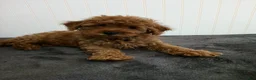 Toy Poodle dogs for sale: Tiger - Ad 14