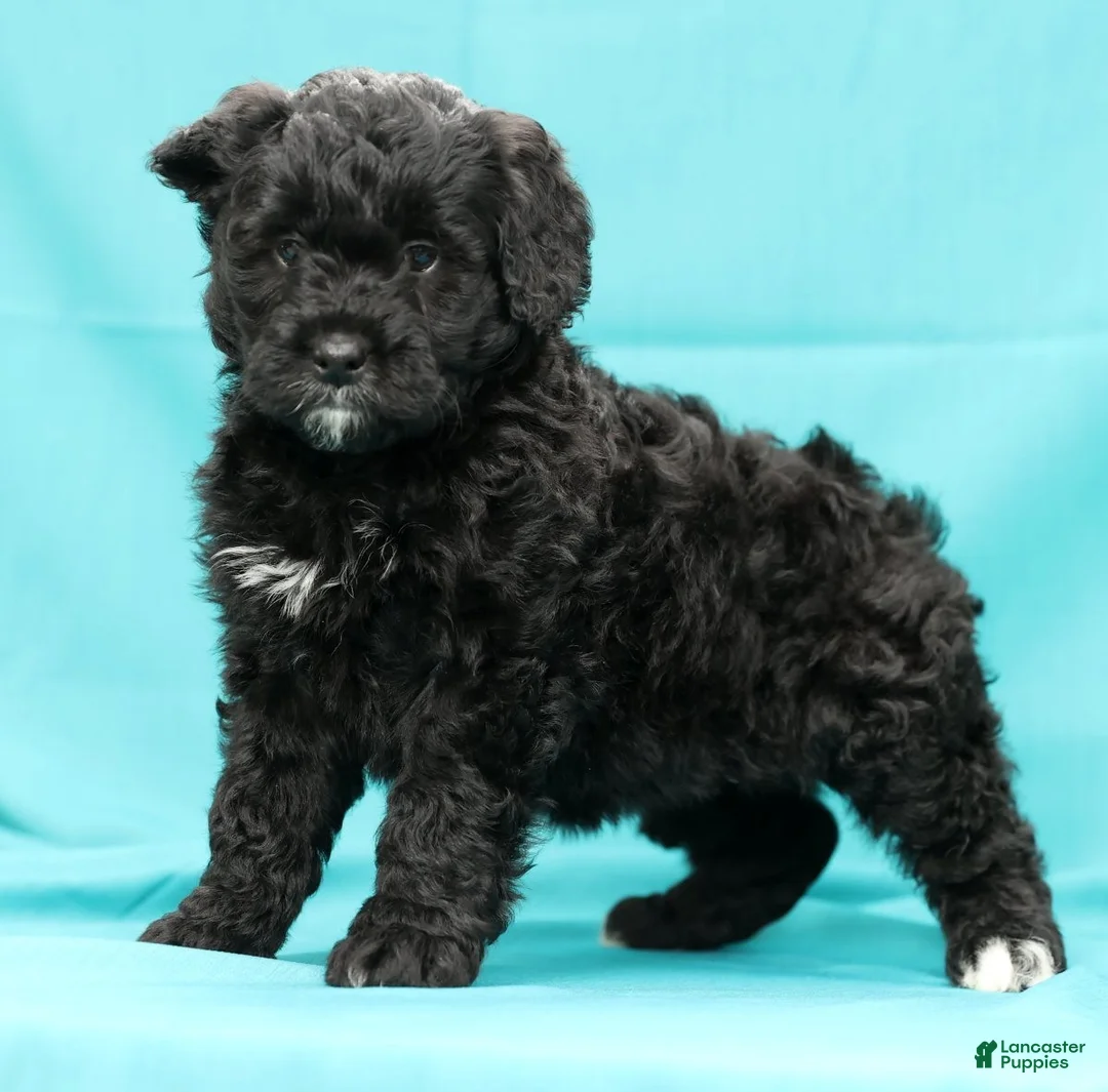 Mini Bernedoodle dogs for sale: Cora - Ad 3