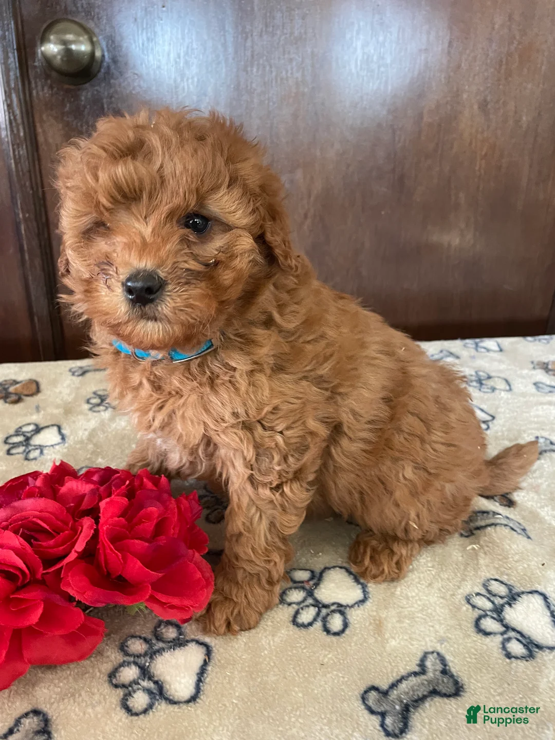 Mini Goldendoodle dogs for sale: Lance - Ad 2