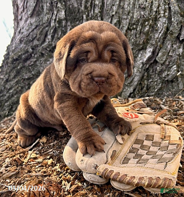 Mini Hippo dogs Ike - Ad 1