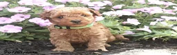 Miniature Poodle dogs for sale: Ricky - Ad 7