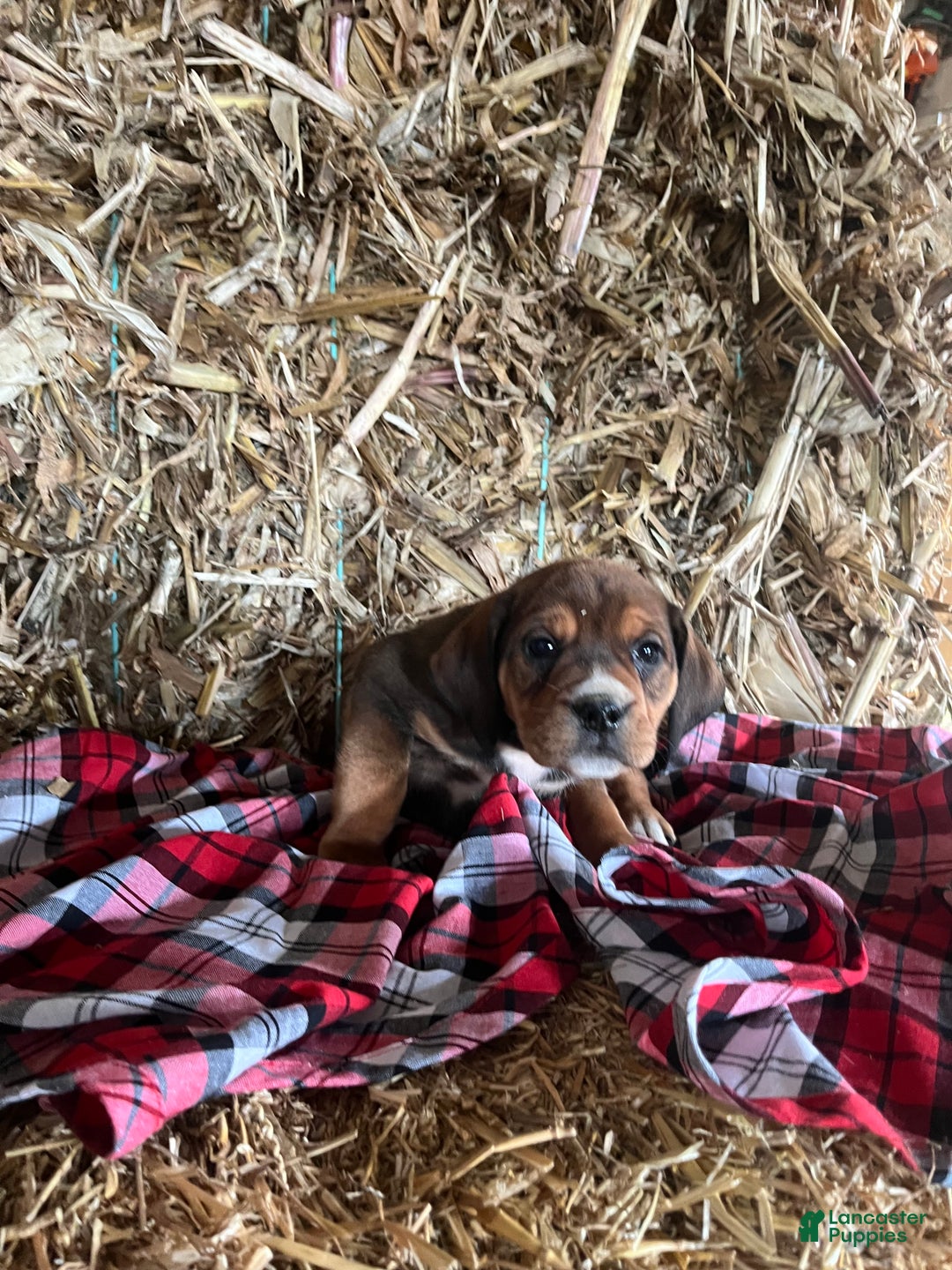 Mixed Breed dogs for sale: Buddy - Ad 1