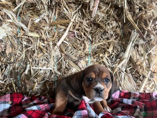 Mixed Breed dogs Buddy - Ad 31