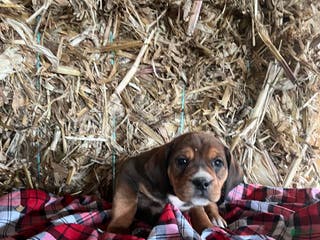 Mixed Breed dogs Buddy - Ad 29