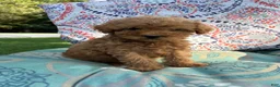 Mini Goldendoodle dogs for sale: Princess - Ad 25