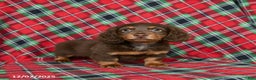 Miniature Dachshund dogs for sale: Indigo - Ad 3
