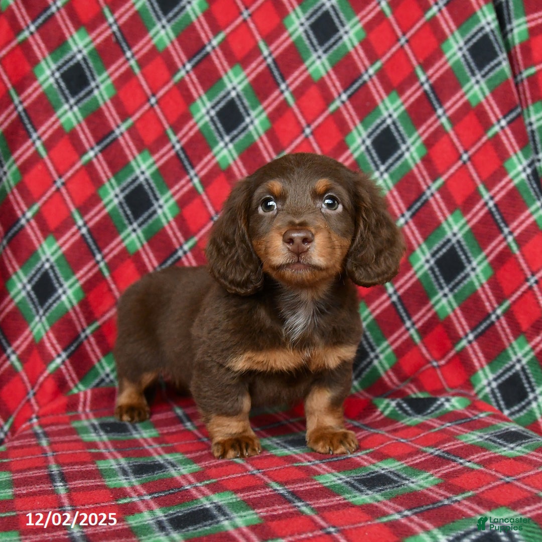 Miniature Dachshund dogs for sale: Indigo - Ad 3