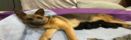 German Shepherd dogs for sale: Baby - Ad 4