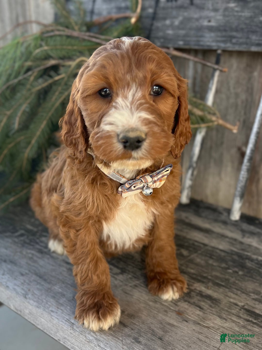 Irish Doodle dogs for sale: Nicholas  - Ad 8