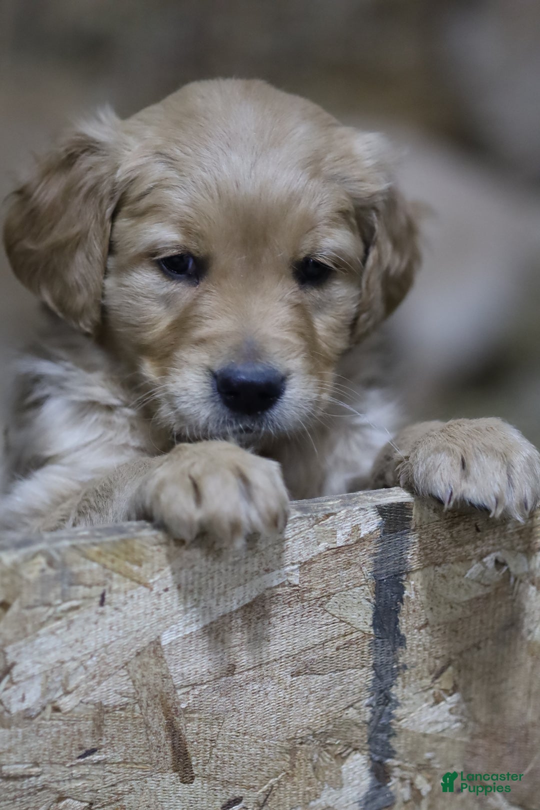 Golden Retriever dogs for sale: Golden Retriever Puppy 3 - Ad 7