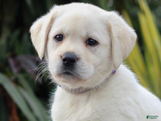 Labrador Retriever dogs Gabbie - Ad 31