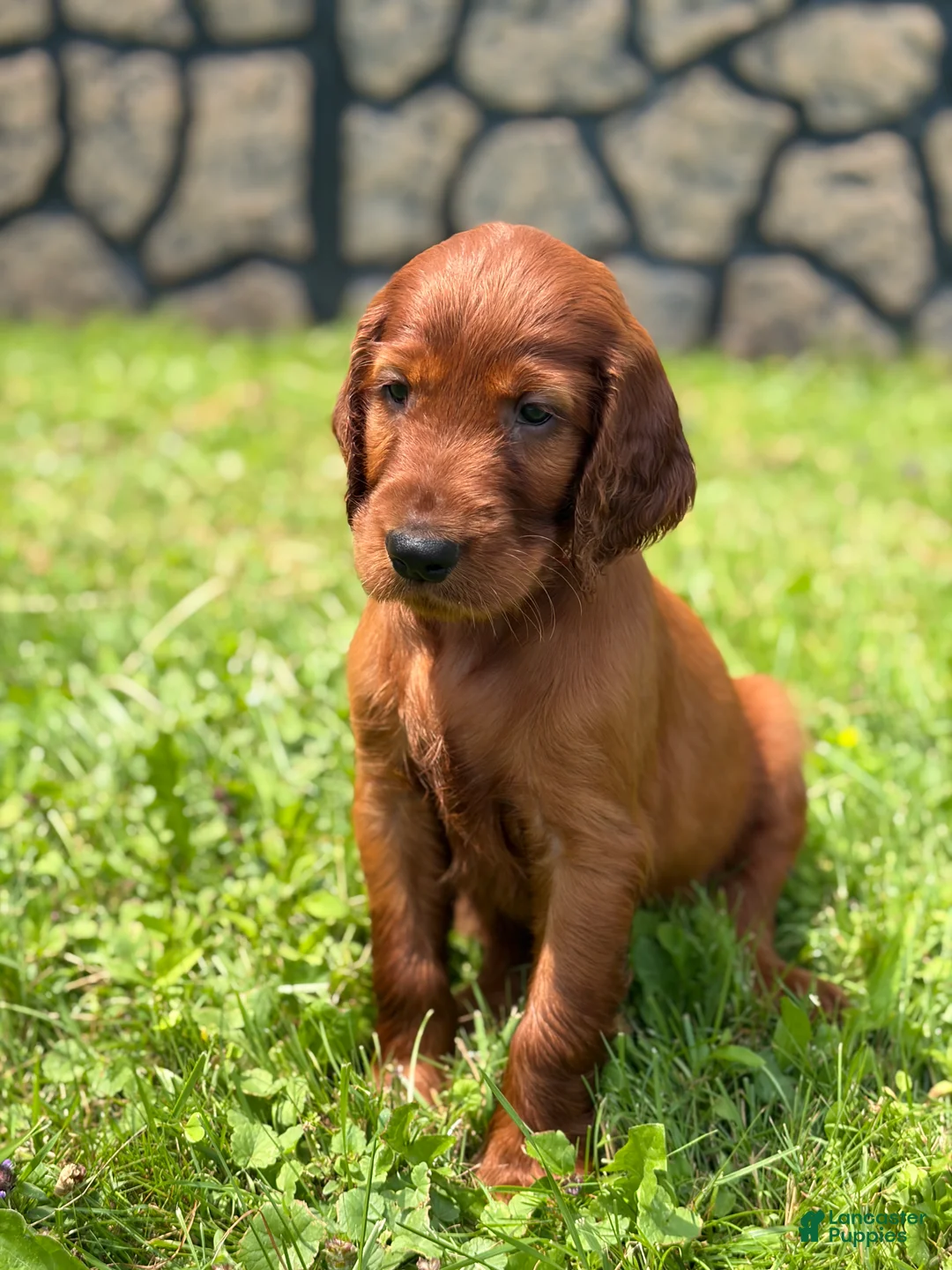 Irish Setter dogs for sale: Red collar - Ad 1