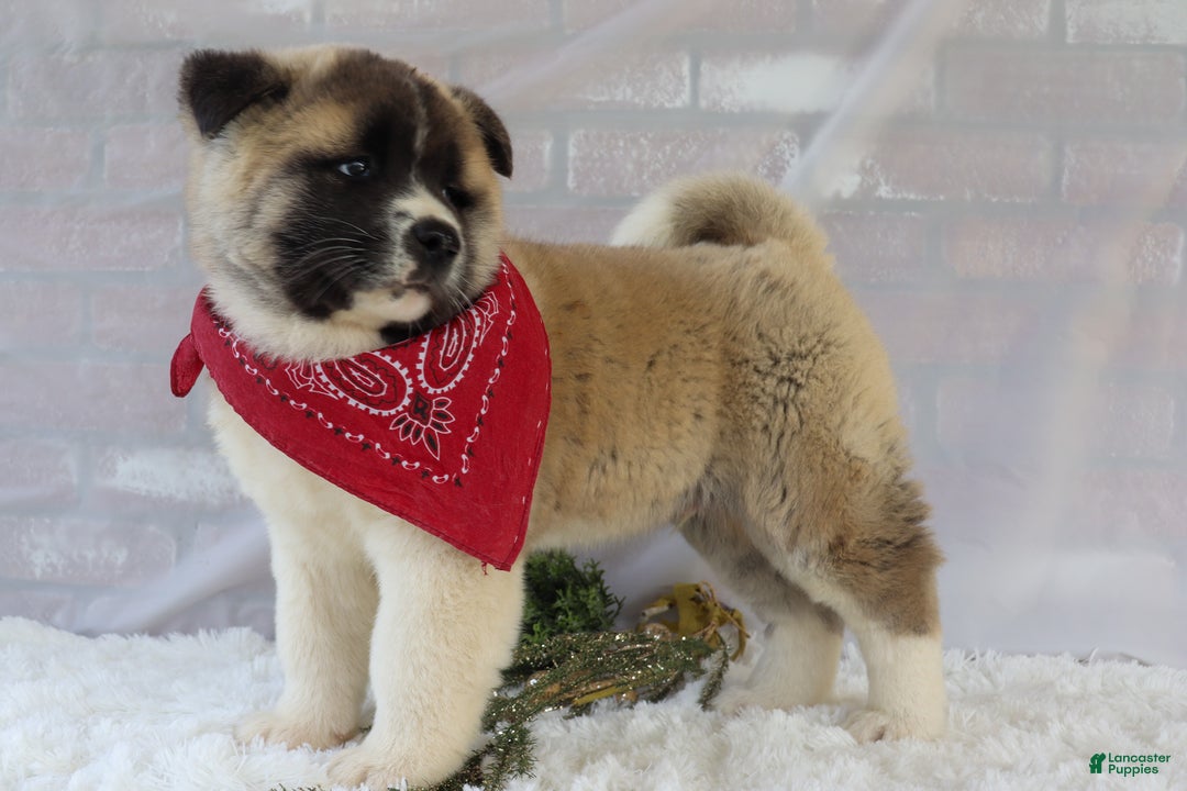 Akita dogs for sale: Trevor - Ad 22