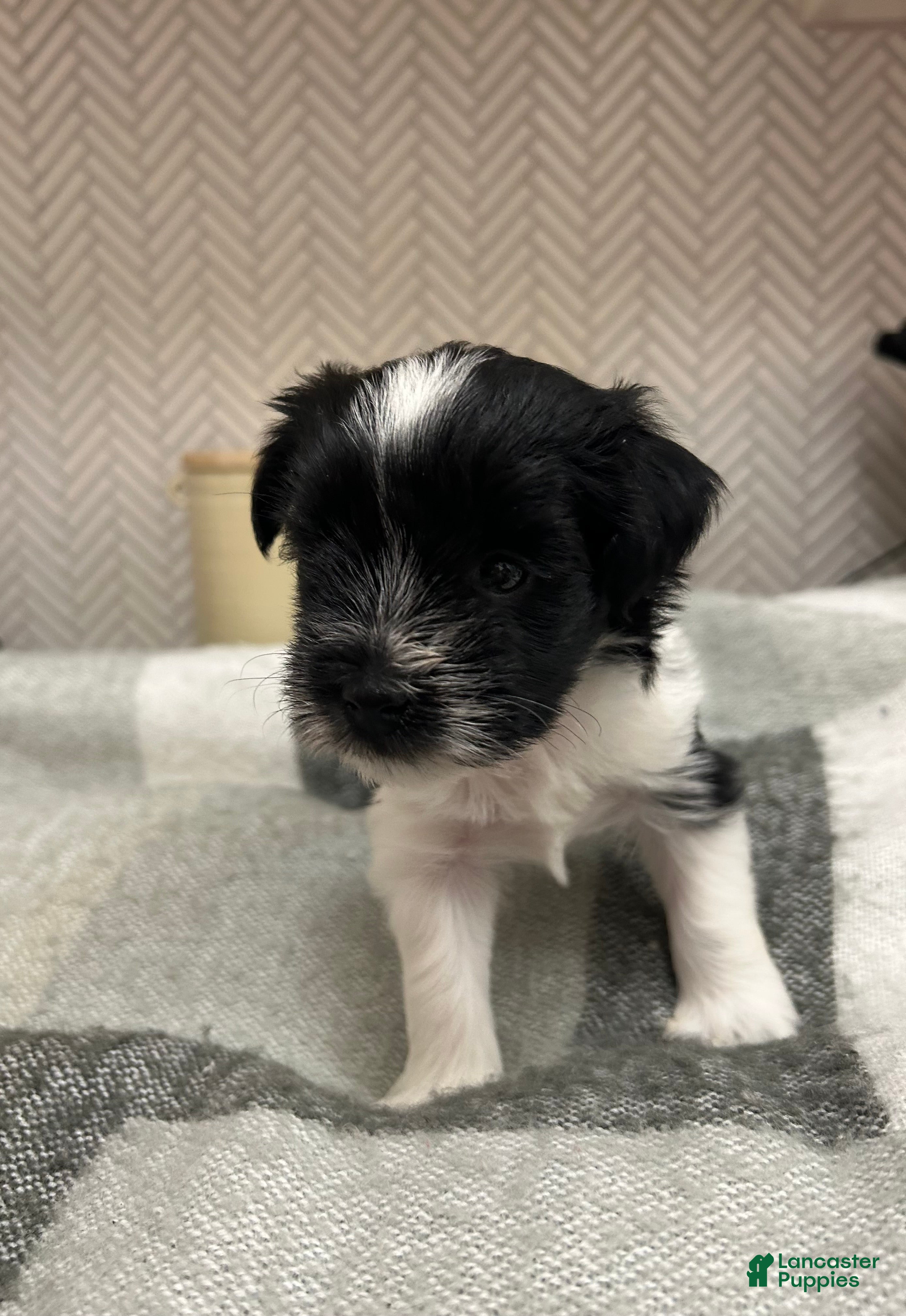 Miniature Schnauzer dogs for sale: Miniature Schnauzer 2 - Ad 26